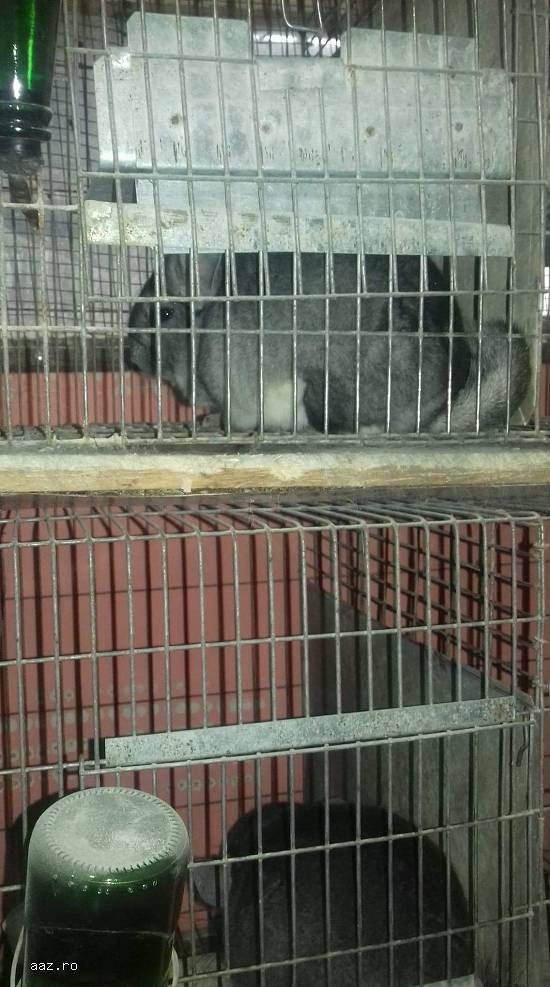 Vand familii chinchilla