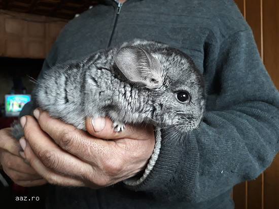 Vand familii chinchilla