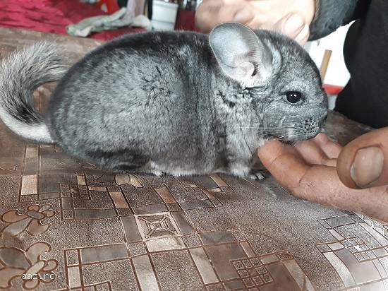 Vand familii chinchilla