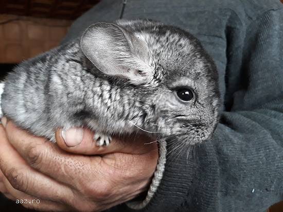 Vand familii chinchilla