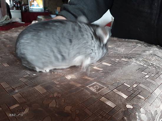 Vand familii chinchilla