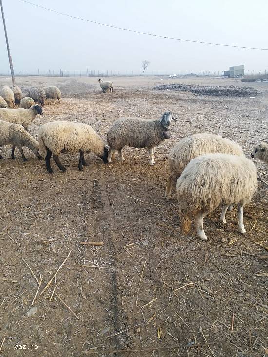 Vand  oi karakule brumarii si negre SI 2 berbeci maturi