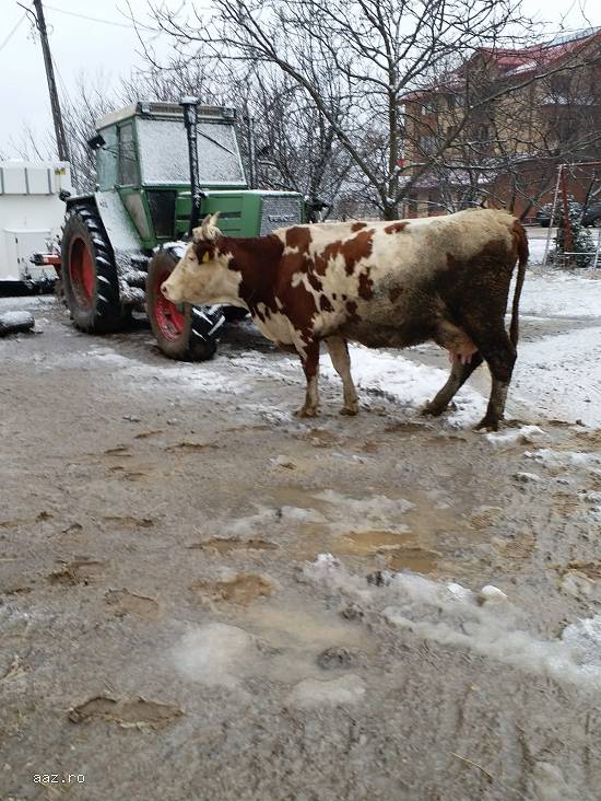 Vand vaci baltata germana foarte bune de lapte