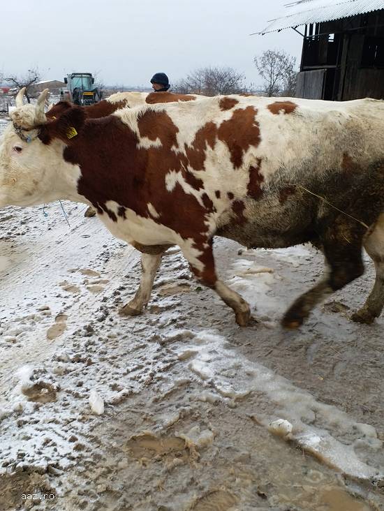 Vand vaci baltata germana foarte bune de lapte