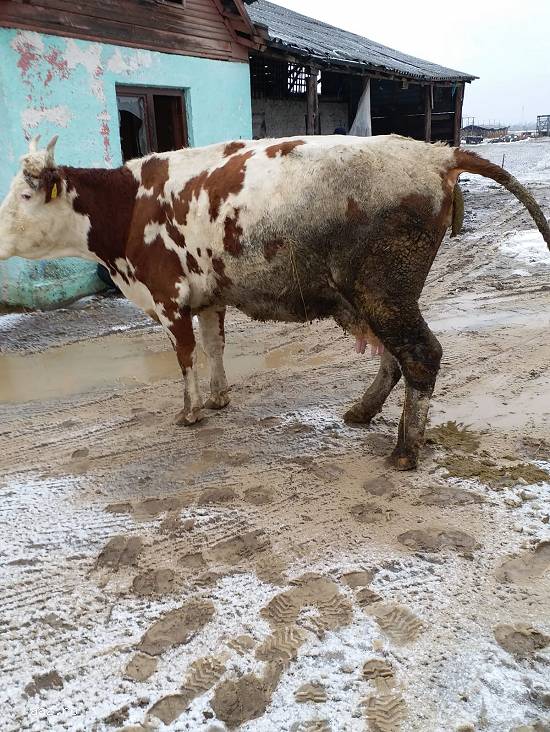 Vand vaci baltata germana foarte bune de lapte