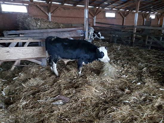 Vand taurasi ( 200-250kg)de diverse rase  cu transport