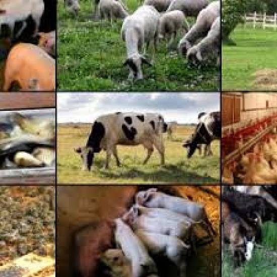 ferme de animale olanda