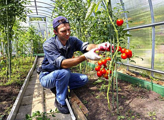 agricultura in germania olanda