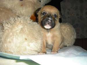 vand labrador pui