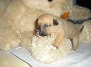 vand labrador pui