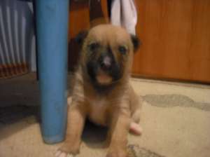 vand labrador pui