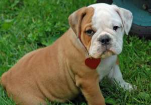 superba căţeluş engleză Bulldog