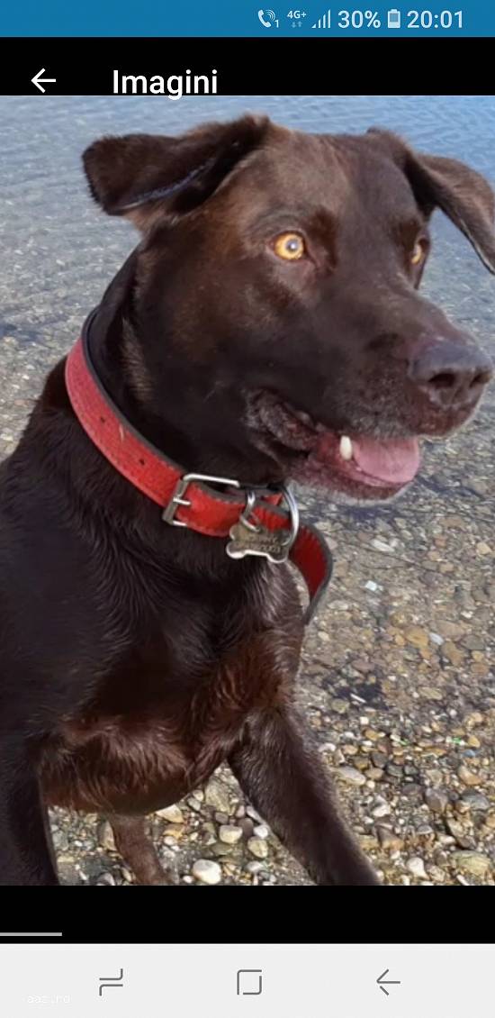 MONTĂ LABRADOR CIOCOLATIU