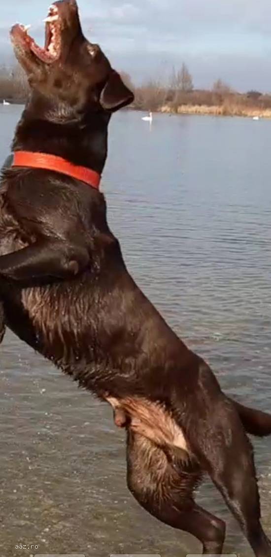 MONTĂ LABRADOR CIOCOLATIU