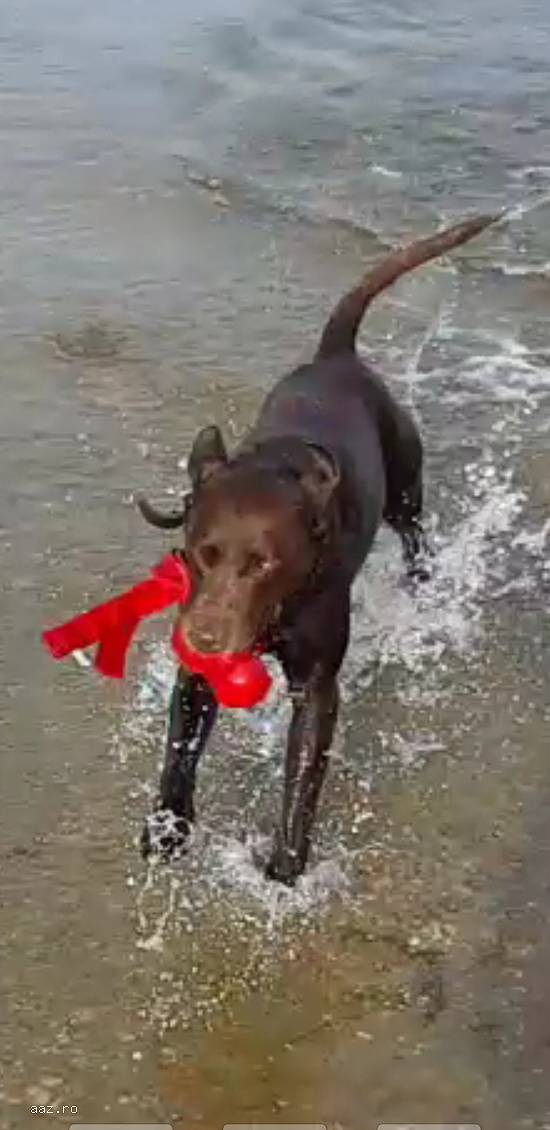 MONTĂ LABRADOR CIOCOLATIU