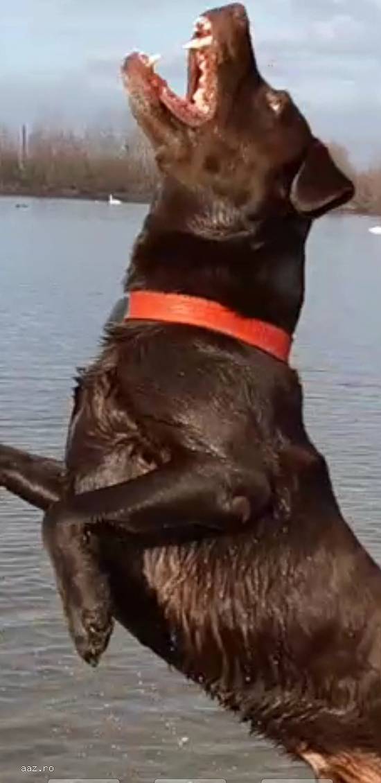 MONTĂ LABRADOR CIOCOLATIU