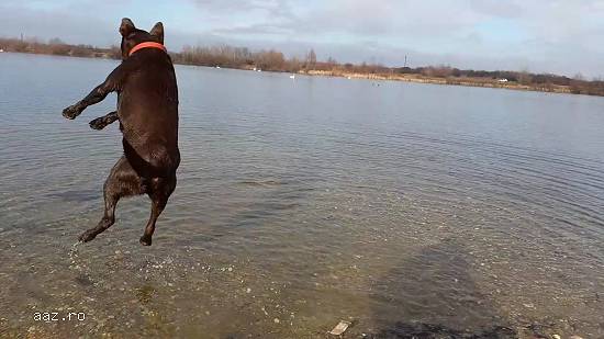 MONTĂ LABRADOR CIOCOLATIU