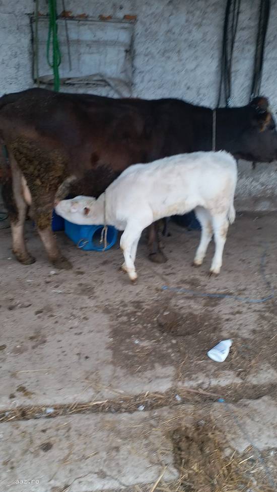 Vand  vaca cu vitea langa ea si transport inclus