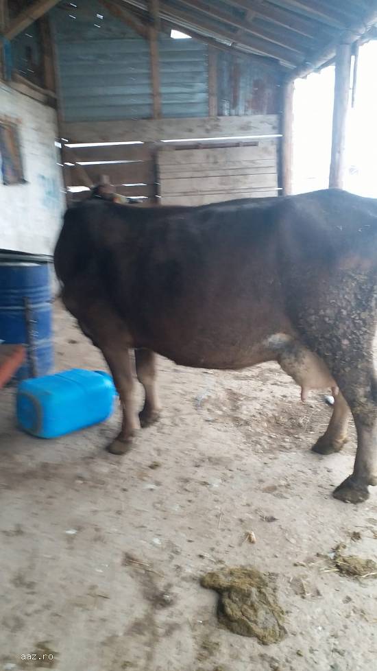 Vand  vaca cu vitea langa ea si transport inclus