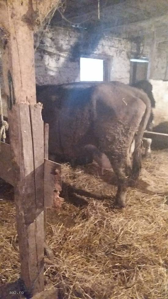 vaca cu vitea langa ea