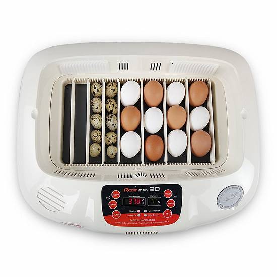 Incubator oasari RCOM Max 20