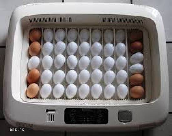 Incubator oasari RCOM Max 20