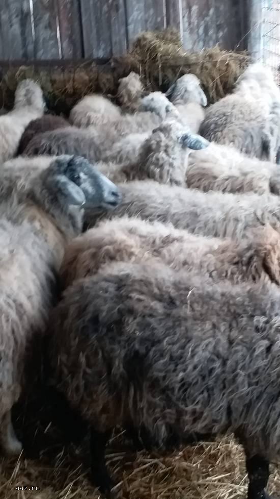 Vand  20 oi karakule si un berbec,  cu transport.