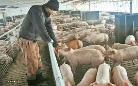 ferme de purcei in germania