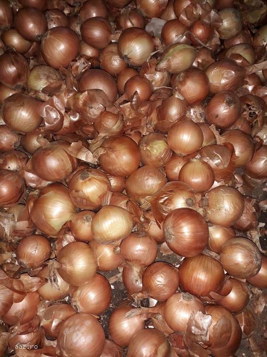 Ceapa import en-gros