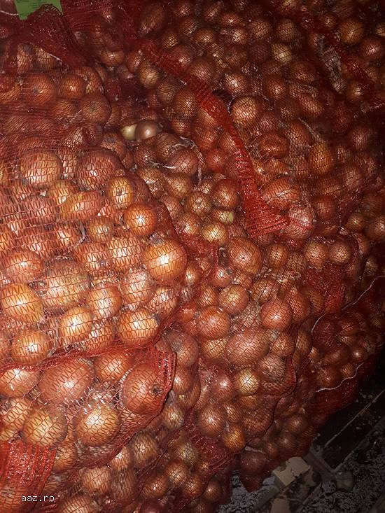 Ceapa import en-gros