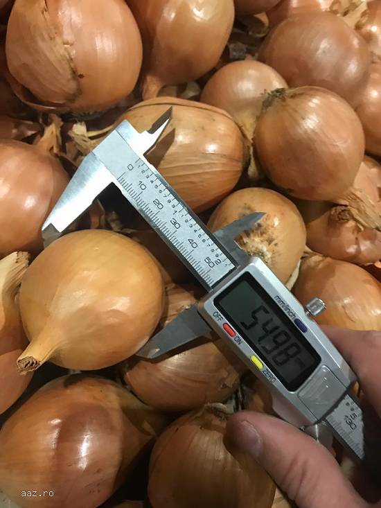 Ceapa import en-gros
