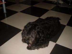 Bichon havanez