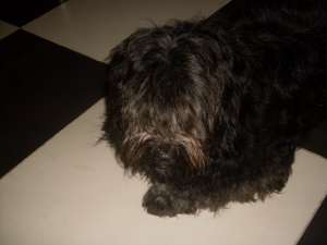 Bichon havanez