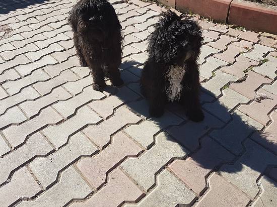 Catelusi bichon