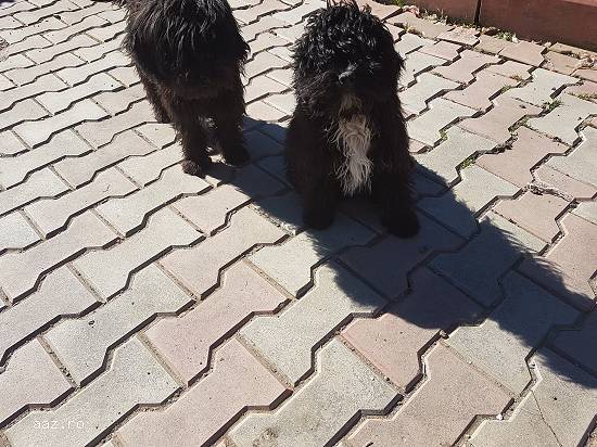 Catelusi bichon