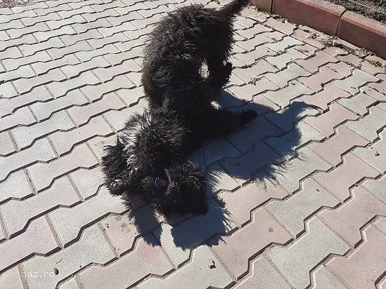 Catelusi bichon