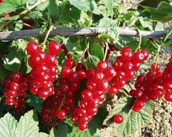 Coacaz negru