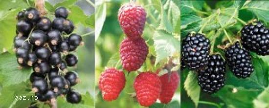 Coacaz negru