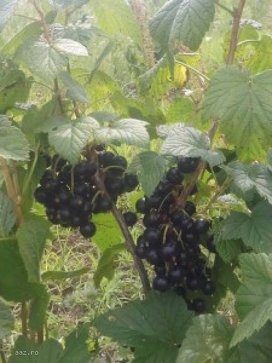 Coacaz negru