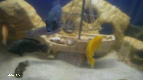 Pietre acvariu