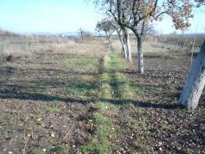 teren de vanzare (650-700 mp gradina )
