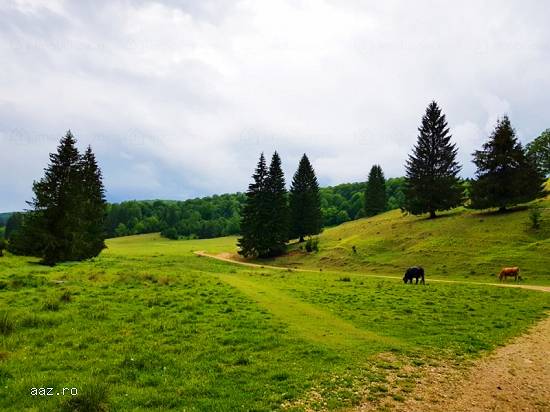Teren intravilan construibil Poiana Mica Brasov cu utilitati PROPRIETAR