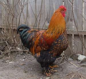 vand oua de gaini de rasa