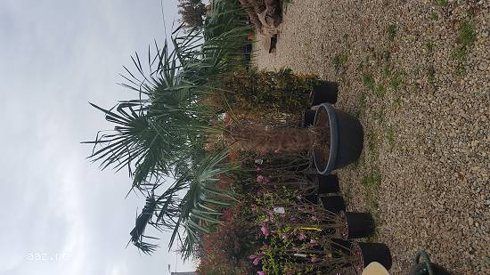 palmieri CHAMAEROPS EXCELSA