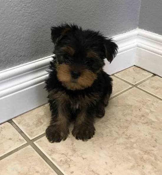 Câini frumoase înregistrate Yorkshire Terrier pentru