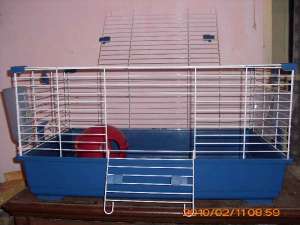 Vand cusca porcusor guineea cu accesorii