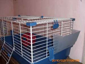 Vand cusca porcusor guineea cu accesorii