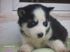vand pui husky