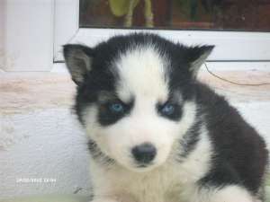 vand pui husky