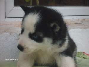 vand pui husky